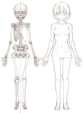 Анатомия женского тела