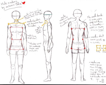 Анатомия аниме парня для рисования