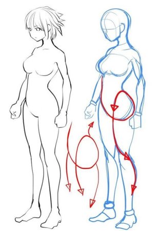 Анатомия женского тела для рисования