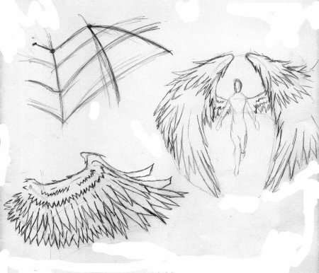 Крылья зарисовки