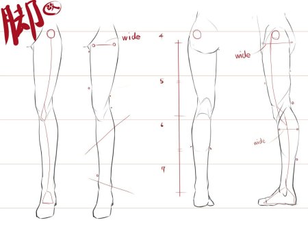 Анатомия женских ног для рисования