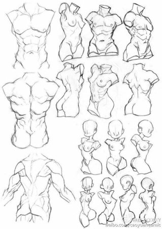 Пресс анатомия референс