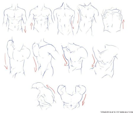 Торс анатомия речеренс