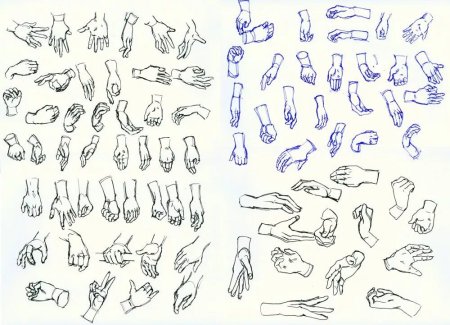 Анатомия кисти референс