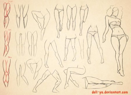 Анатомия ног для рисования