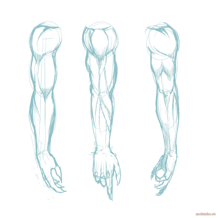 Мышцы человека анатомия референс руки