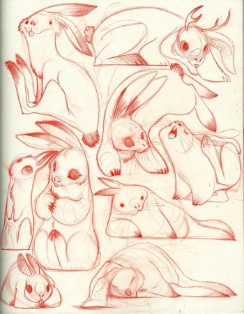 Заяц референс анатомия