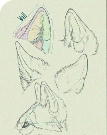 Уши собаки референс