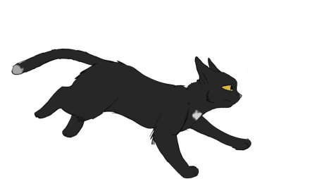 Кот бежит