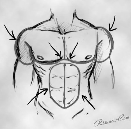 Мужской торс для рисования