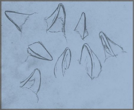 Волчьи уши референс