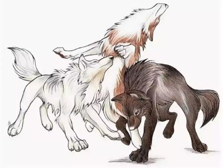 WILDSPIRITWOLF волки