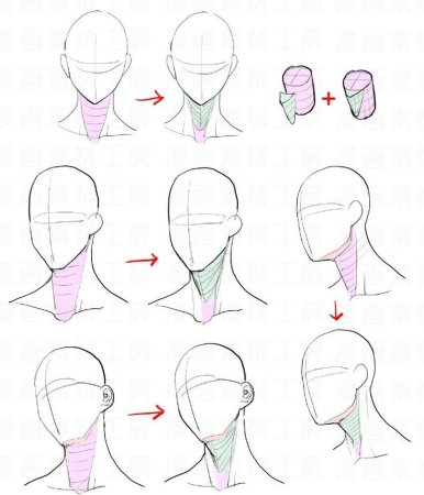 Анатомия головы для рисования