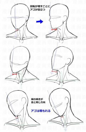 Анатомия шеи для рисования