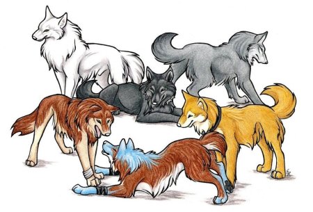 WILDSPIRITWOLF рыжий волк