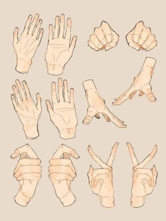 Анатомия рук кисти рук референс