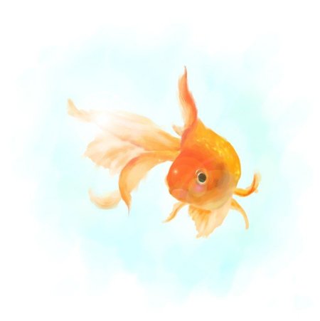 Золотая рыбка вид сбоку