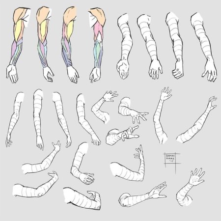 Рука человека анатомия референс