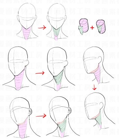 Анатомия головы для рисования