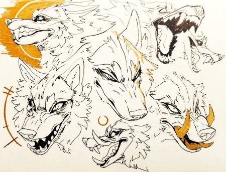 Голова волка рисунки аниме (52 фото)
