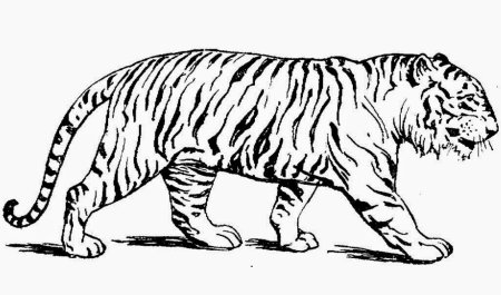 Тигр белый рисунок детский (52 фото)