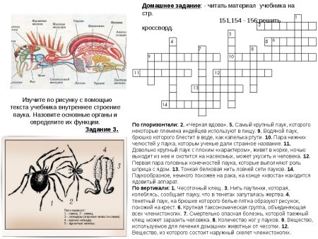 Кроссворд на тему паукообразные