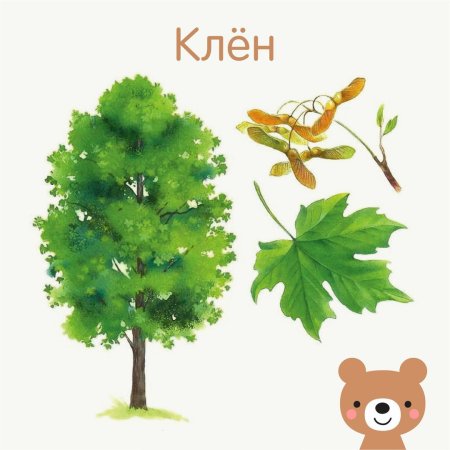Карточки с изображением деревьев