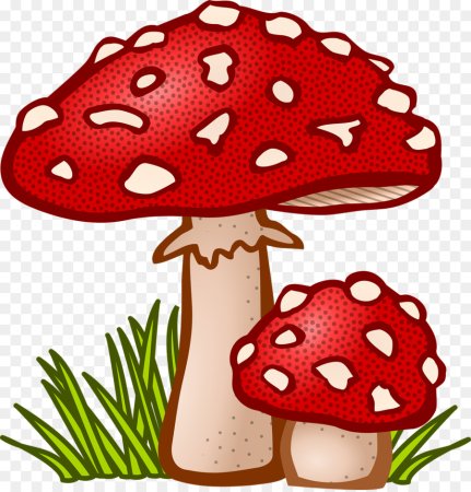 Amanita muscaria рисунок