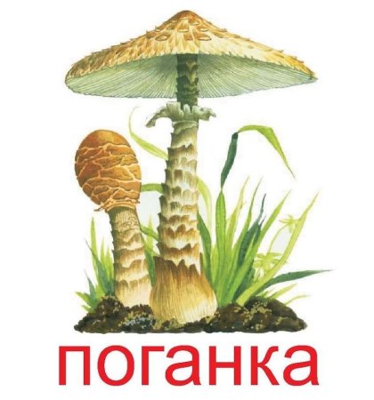 Бледная поганка гриб нарисовать