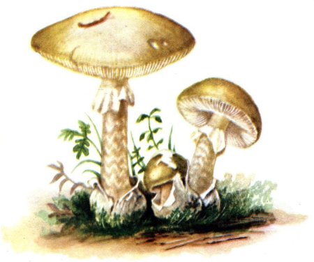 Рисование мухомор