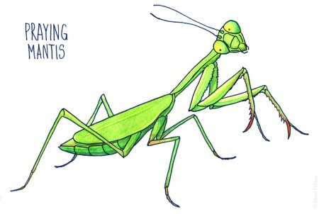 Богомол раскраска