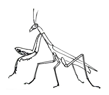 Раскраска насекомые богомол