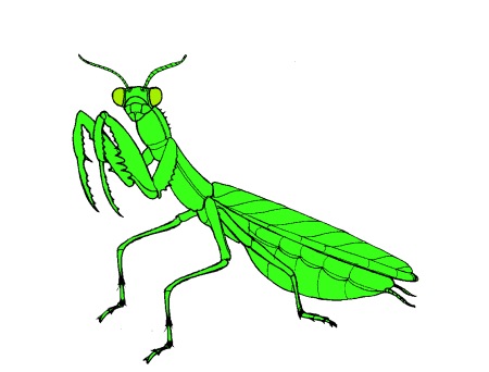 Богомол картинка для детей