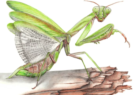 Дети богомола