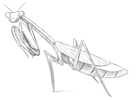 Раскраска насекомые богомол