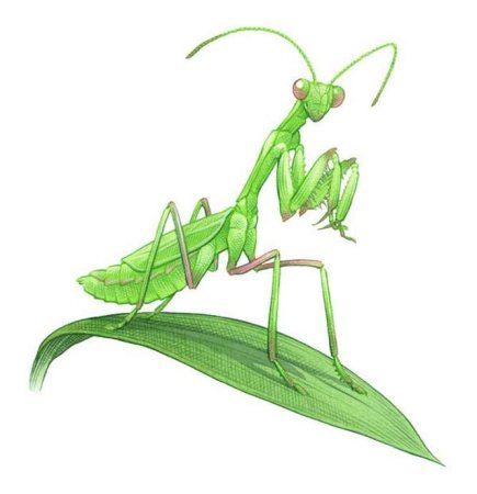 Дети богомола