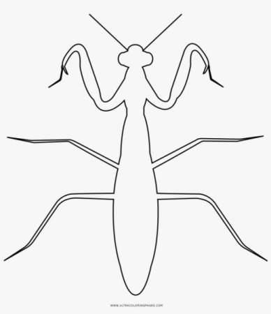 Богомол раскраска