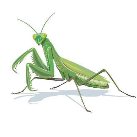 Богомол обыкновенный