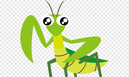 Биология богомола