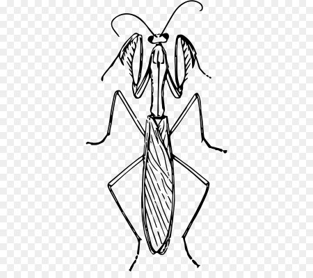 Богомол раскраска