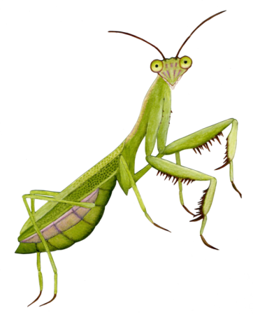 Богомол раскраска