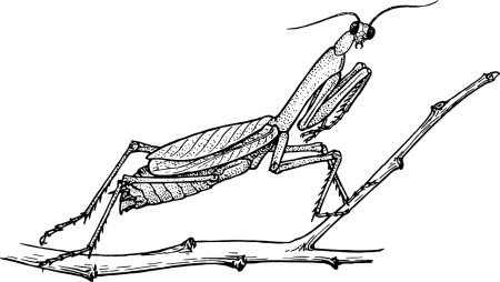 Рисунок богомола для детей карандашом легкий