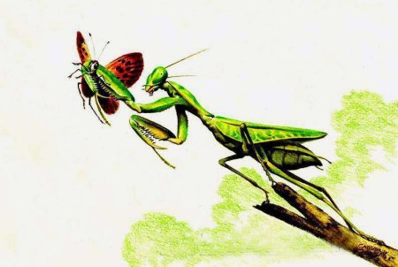 Богомол карандашом