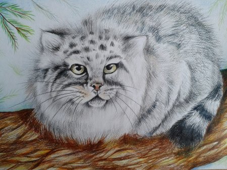 Кот Манул