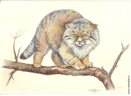 Дикая кошка Манул