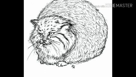 Дикий кот Манул раскраска
