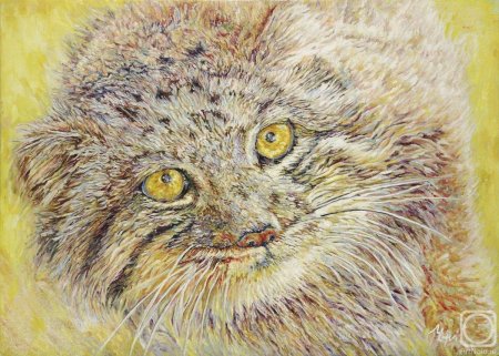 Манул палласов кот рисунок