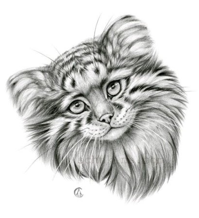 Кот Манул раскраска