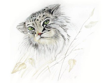 Рисование манула карандашом