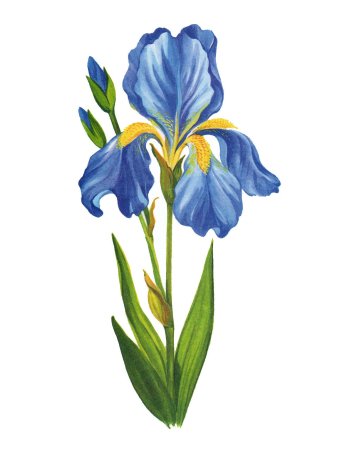 Ирис цветок для детей